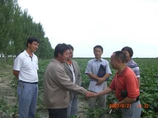 07年在150團(tuán)棉花地試驗(yàn)圖片.jpg